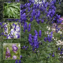 Аконит гомеопатия