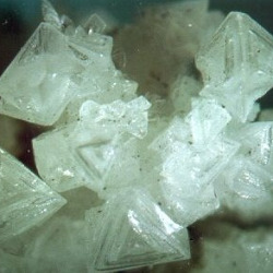 Арсеникум альбум в гомеопатии