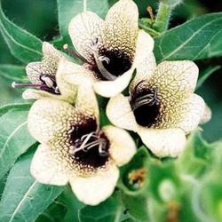 Белладонна в гомеопатии