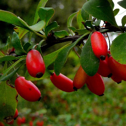 Берберис вульгарис в гомеопатии