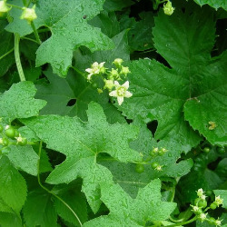 Бриония альба в гомеопатии