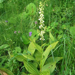 Вератрум альбум в гомеопатии