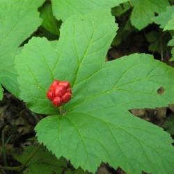 Гидрастис в гомеопатии