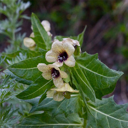 Гиосциамус в гомеопатии
