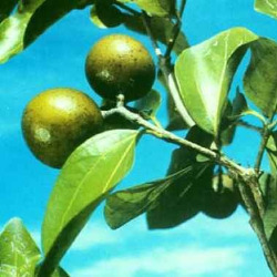 Игнация в гомеопатии