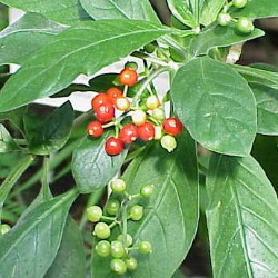 Ипекакуана в гомеопатии