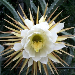 Кактус в гомеопатии