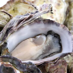 Калькарея карбоника в гомеопатии