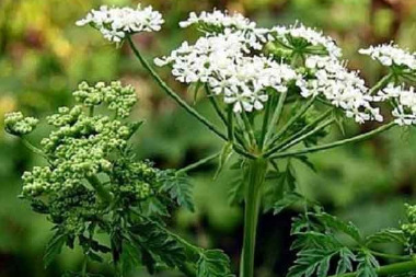 Кониум в гомеопатии