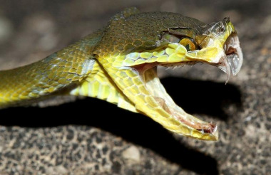 Лахезис в гомеопатии