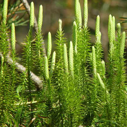 Ликоподиум в гомеопатии