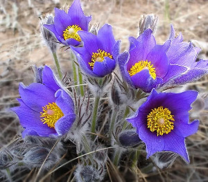 Пульсатилла в гомеопатии