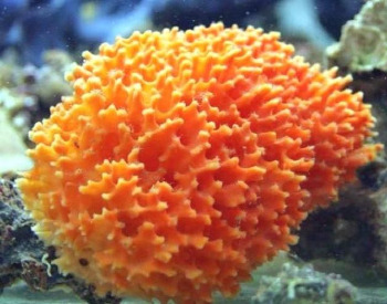 Спонгия в гомеопатии