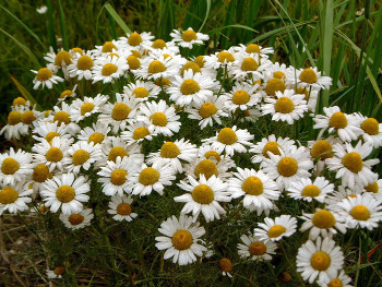 Хамомилла в гомеопатии